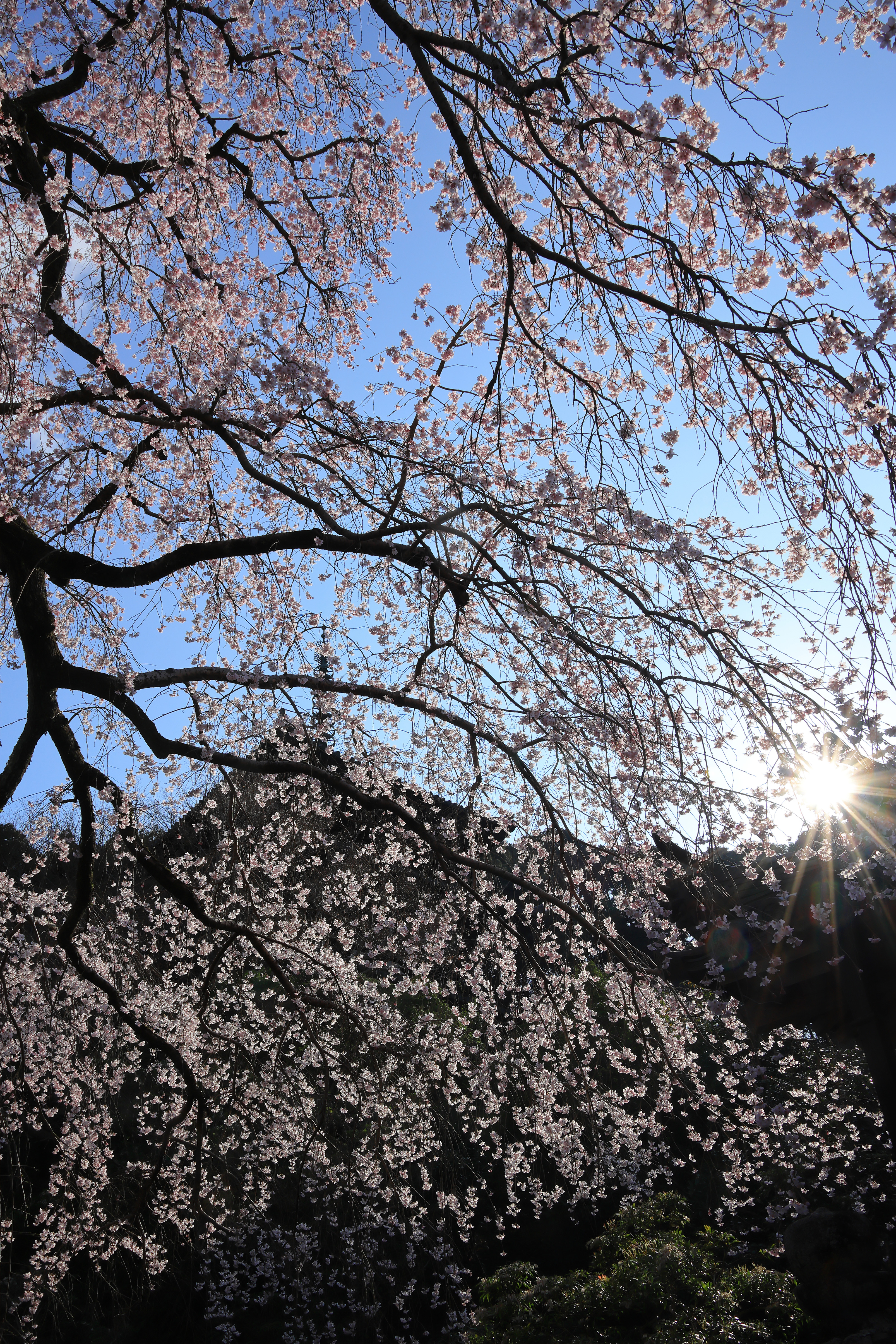 Taima-dera Temple in the Cherry Blossom Season